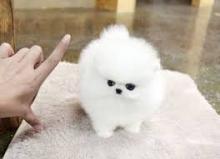 Puppies for sale pomeranian spitz - Azerbaijan, Ganja