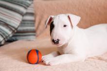 Puppies for sale bull terrier - Azerbaijan, Lankaran