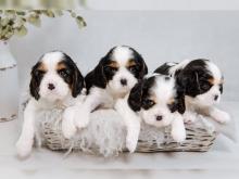 Puppies for sale king charles spaniel - Azerbaijan, Ganja