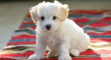 Puppies for sale maltese - Azerbaijan, Lankaran