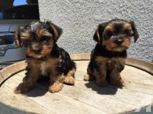 Puppies for sale yorkshire terrier - Georgia, Georgia