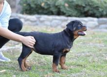 Puppies for sale rottweiler - Azerbaijan, Ganja