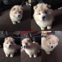 Puppies for sale chow chow - Czech Republic, KE