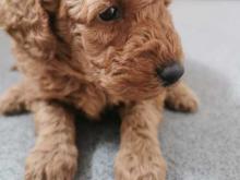 Puppies for sale miniature poodle - Finland, Rovaniemi. Price 32 €