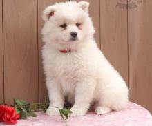 Puppies for sale samoyed dog (samoyed) - Azerbaijan, Azerbaijan