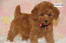 Puppies for sale other breed, cockapoo puppies - Azerbaijan, Lankaran