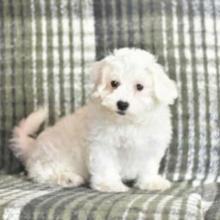 Puppies for sale bichon - Finland, Lapperanta. Price 10 €