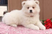 Puppies for sale samoyed dog (samoyed) - Azerbaijan, Ganja