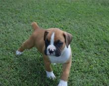 Puppies for sale boxer - Belarus, Brest
