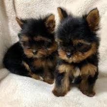 Puppies for sale yorkshire terrier - France, Grenoble