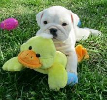 Puppies for sale english bulldog - Azerbaijan, Azerbaijan