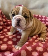 Puppies for sale english bulldog - Finland, Rovaniemi