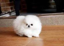 Puppies for sale pomeranian spitz - Hungary, Pech