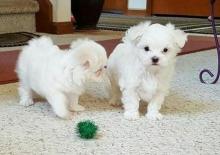 Puppies for sale maltese - Greece, Athens