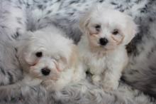 Puppies for sale maltese - Denmark, Kopenagen