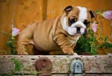Puppies for sale english bulldog - Ireland, Dublin. Price 21 €