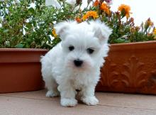 Puppies for sale maltese - Denmark, Kopenagen