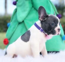 Puppies for sale french bulldog - Austria, Vienna