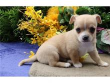 Puppies for sale chihuahua - Netherlands, Petten