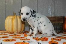 Puppies for sale dalmatian - Greece, Athens. Price 150 €