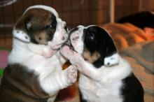 Puppies for sale english bulldog - Austria, Vienna