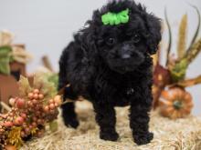 Puppies for sale , cockapoo - Armenia, Gyumri