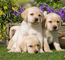 Puppies for sale labrador - Azerbaijan, Azerbaijan