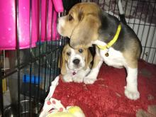 Puppies for sale beagle - Denmark, Kopenagen