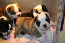 Puppies for sale english bulldog - Belgium, Antwerp