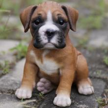 Puppies for sale boxer - Kyrgyzstan, Osh