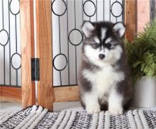 Puppies for sale , pomsky - Azerbaijan, Lankaran