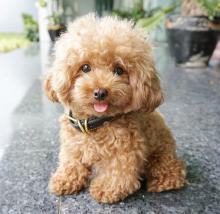 Puppies for sale poodle - Belarus, Brest