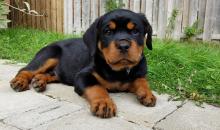 Puppies for sale rottweiler - Ukraine, Cherkasy