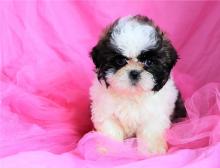 Puppies for sale shih tzu - Azerbaijan, Sumgait