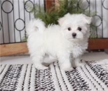 Puppies for sale maltese - Turkmenistan, Turkmenabad