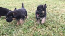 Puppies for sale german shepherd dog - Tajikistan, Isfara
