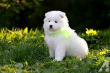 Puppies for sale samoyed dog (samoyed) - Turkmenistan, Ashgabat