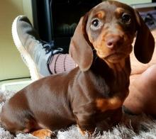 Puppies for sale dachshund - Tajikistan, Khujand