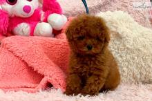 Puppies for sale other breed, maltipoo - Kazakhstan, Astana