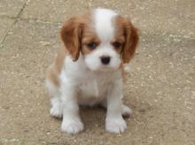 Puppies for sale king charles spaniel - Russia, CA