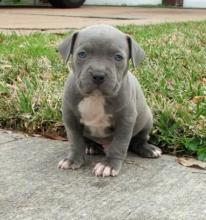 Puppies for sale american pit-bull terrier - Belarus, Brest