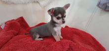 Puppies for sale chihuahua - Azerbaijan, Lankaran