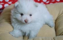 Puppies for sale , pomeranian puppies - Belarus, Grodno. Price 400 $