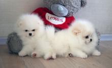 Puppies for sale , pomeranian puppies - Belarus, Maladzyechna. Price 400 $