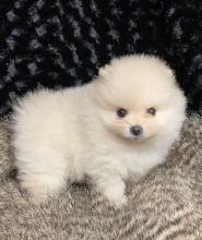 Puppies for sale , corgi puppies - Azerbaijan, Ganja. Price 400 $
