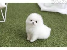 Puppies for sale pomeranian spitz - Turkmenistan, Dashoguz