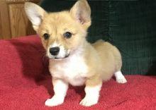 Puppies for sale , corgi puppies - Armenia, Armenia. Price 400 $