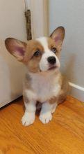 Puppies for sale , corgi puppies - Azerbaijan, Ganja. Price 400 $