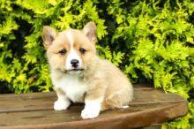 Puppies for sale , corgi puppies - Azerbaijan, Ganja. Price 400 $