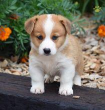 Puppies for sale , corgi puppies - Azerbaijan, Lankaran. Price 400 $